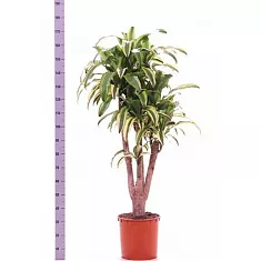 Драцена Фрагранс Линдени - Dracaena fragrans D35 H170