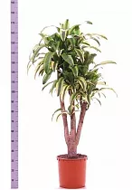 Драцена Фрагранс Линдени - Dracaena fragrans D35 H170