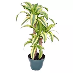 Драцена Фрагранс Линдени - Dracaena fragrans D38 H120