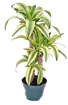 Драцена Фрагранс Линдени - Dracaena fragrans D38 H120