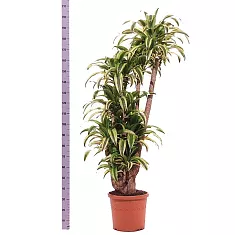 Драцена Фрагранс Линдени - Dracaena fragrans D50 H210