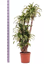 Драцена Фрагранс Линдени - Dracaena fragrans D50 H210