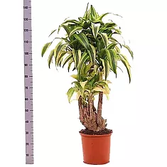 Драцена Фрагранс Линдени - Dracaena fragrans D30 H140