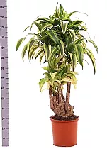 Драцена Фрагранс Линдени - Dracaena fragrans D30 H140