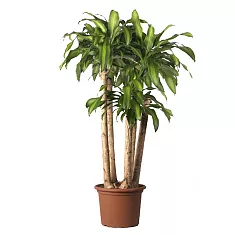 Драцена Фрагранс, душистая Массанжеана - Dracaena fragrans D35 H170