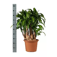 Драцена Фрагранс, душистая Массанжеана - Dracaena fragrans D30 H95