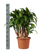Драцена Фрагранс, душистая Массанжеана - Dracaena fragrans D30 H95