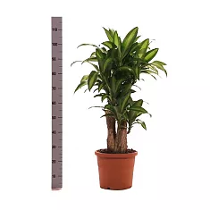 Драцена Фрагранс, душистая Массанжеана - Dracaena fragrans D30 H110