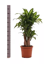 Драцена Фрагранс, душистая Массанжеана - Dracaena fragrans D30 H110