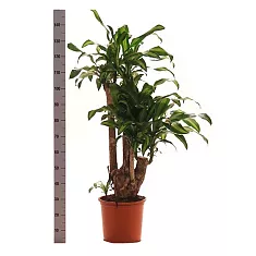 Драцена Фрагранс, душистая Массанжеана - Dracaena fragrans D35 H150