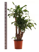 Драцена Фрагранс, душистая Массанжеана - Dracaena fragrans D35 H150