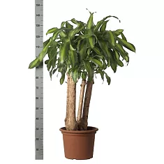 Драцена Фрагранс, душистая Массанжеана - Dracaena fragrans D30 H145