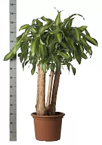 Драцена Фрагранс, душистая Массанжеана - Dracaena fragrans D30 H145