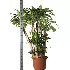 Драцена Фрагранс Массанжеана куст - Dracaena fragrans D50 H200