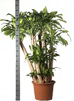 Драцена Фрагранс Массанжеана куст - Dracaena fragrans D50 H200