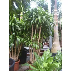Драцена Фрагранс, душистая Массанжеана - Dracaena fragrans D60 H270