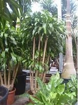 Драцена Фрагранс, душистая Массанжеана - Dracaena fragrans D60 H270