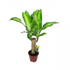 Драцена Фрагранс Массанжеана 1 ствол - Dracaena fragrans D12 H45