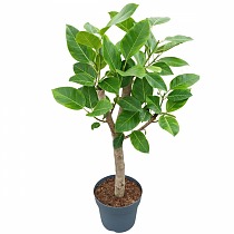 Фикус Высочайший, Альтиссима - Ficus altissima D27 H120
