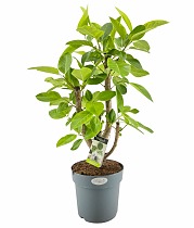 Фикус Высочайший, Альтиссима - Ficus altissima D27 H100