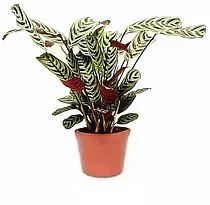 Калатея Бахема - Calathea bachemiana D17 H60