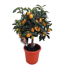 Маруми Кумкват - Marumi Kumquat D21 H70