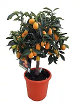 Маруми Кумкват - Marumi Kumquat D21 H70