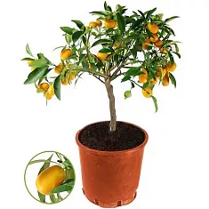 Кумкват - Kumquat D20 H65
