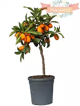 Кумкват - Kumquat D20 H60