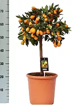 Кумкват - Kumquat D24 H75
