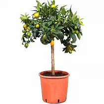 Кумкват - Kumquat D24 H80