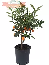 Кумкват - Kumquat D25 H90