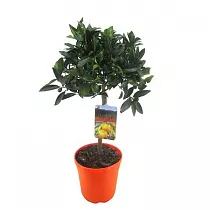 Кумкват - Kumquat D22 H70