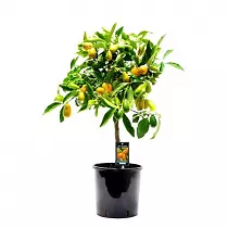 Кумкват - Kumquat D22 H85