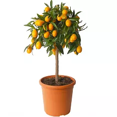Малайский кумкват - Malayan Kumquat D21 H70