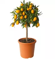 Малайский кумкват - Malayan Kumquat D21 H70