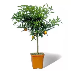 Кумкват Реале - Fortunella Reale D21 H70