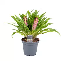 Эукомис розовый - Eucomis Leia D17 H35