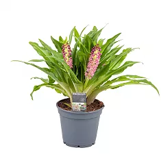 Эукомис розовый - Eucomis Leia D17 H35