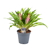 Эукомис розовый - Eucomis Leia D17 H35