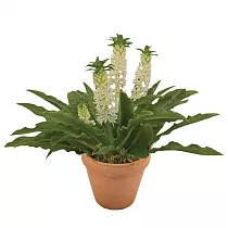 Эукомис белый - Eucomis Leia D18 H40