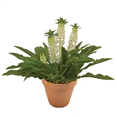 Эукомис белый - Eucomis Leia D18 H40