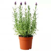 Лаванда - Lavandula D12 H20