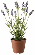 Лаванда - Lavandula D10 H20