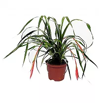 Бильбергия - Billbergia D15 H40