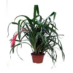 Бильбергия - Billbergia D14 H50