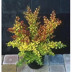 Барбарис тунберга Диаболикум - Berberis thunbergii Diabolicum D3 H20-30