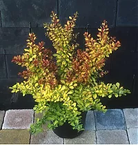 Барбарис тунберга Диаболикум - Berberis thunbergii Diabolicum D3 H20-30