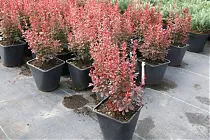 Барбарис тунберга Дартс Перпл - Berberis thunbergii Dart`s Purple  D9 H20
