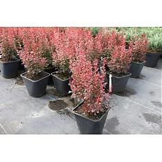 Барбарис тунберга Дартс Перпл - Berberis thunbergii Dart`s Purple  D9 H20